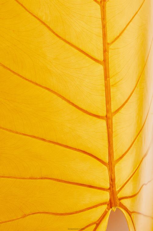 naranja brillante parte superior de la hoja de alocasia Loewe R8J8Z860 mujer
